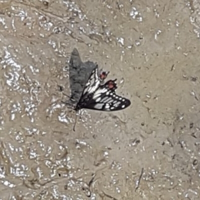 Papilio anactus (Dainty Swallowtail) at Macgregor, ACT - 5 Dec 2022 by johnpugh