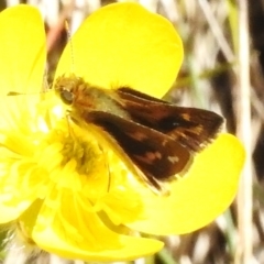 Taractrocera papyria (White-banded Grass-dart) at Cotter River, ACT - 6 Dec 2022 by JohnBundock