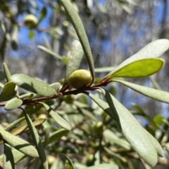 Persoonia subvelutina (Velvety Geebung) at Cotter River, ACT - 7 Dec 2022 by NedJohnston