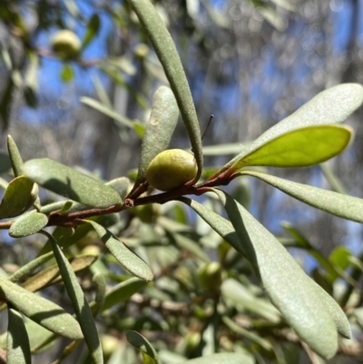 Persoonia subvelutina at Cotter River, ACT - 7 Dec 2022 by Ned_Johnston