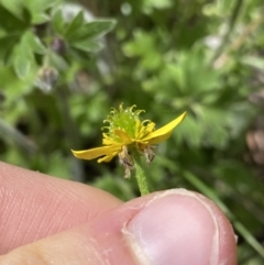 Ranunculus scapiger at Cotter River, ACT - 7 Dec 2022