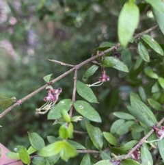 Coprosma quadrifida (Prickly Currant Bush, Native Currant) at Cotter River, ACT - 7 Dec 2022 by NedJohnston