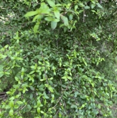 Coprosma quadrifida at Cotter River, ACT - 7 Dec 2022