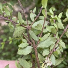 Coprosma quadrifida at Cotter River, ACT - 7 Dec 2022