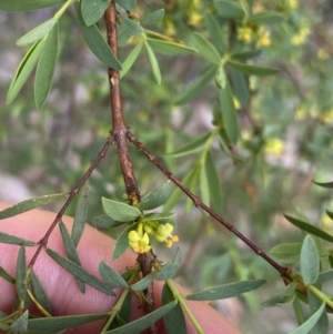 Pimelea pauciflora at Cotter River, ACT - 7 Dec 2022