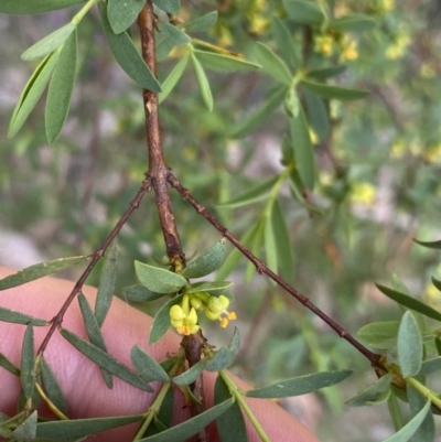 Pimelea pauciflora (Poison Rice Flower) at Cotter River, ACT - 6 Dec 2022 by Ned_Johnston