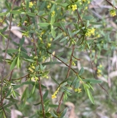 Pimelea pauciflora at Cotter River, ACT - 7 Dec 2022