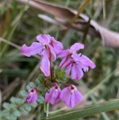 Tetratheca bauerifolia (Heath Pink-bells) at Bimberi Nature Reserve - 6 Dec 2022 by Ned_Johnston
