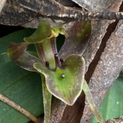 Chiloglottis valida (Large Bird Orchid) at Brindabella, NSW - 7 Dec 2022 by NedJohnston