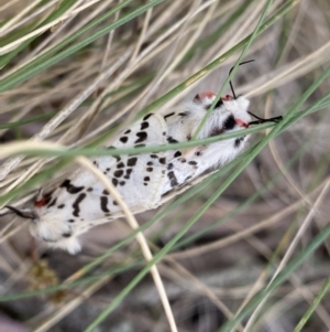 Ardices glatignyi at Cotter River, ACT - 7 Dec 2022 10:11 AM