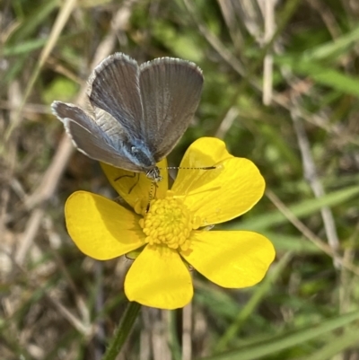 Zizina otis (Common Grass-Blue) at Cotter River, ACT - 7 Dec 2022 by NedJohnston