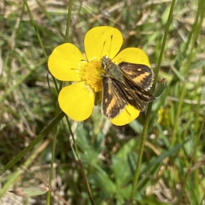 Taractrocera papyria (White-banded Grass-dart) at Cotter River, ACT - 7 Dec 2022 by NedJohnston