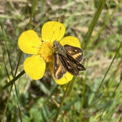 Taractrocera papyria at Cotter River, ACT - 7 Dec 2022