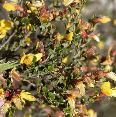 Bossiaea foliosa (Leafy Bossiaea) at Brindabella, NSW - 7 Dec 2022 by NedJohnston