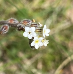 Myosotis australis at Namadgi National Park - 7 Dec 2022 11:35 AM