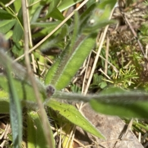 Myosotis australis at Namadgi National Park - 7 Dec 2022 11:35 AM