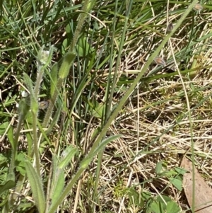 Myosotis australis at Namadgi National Park - 7 Dec 2022 11:35 AM