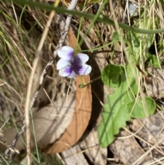 Viola hederacea (Ivy-leaved Violet) at Cotter River, ACT - 7 Dec 2022 by Ned_Johnston