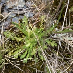 Senecio pinnatifolius var. alpinus at Bimberi Nature Reserve - 7 Dec 2022 by Ned_Johnston