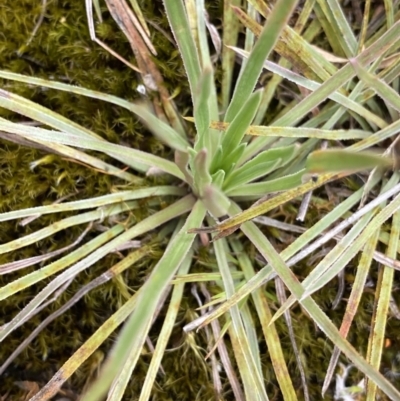 Stylidium montanum (alpine triggerplant) at Bimberi Nature Reserve - 7 Dec 2022 by NedJohnston