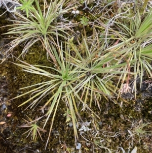 Stylidium montanum at Brindabella, NSW - 7 Dec 2022 12:36 PM