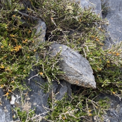 Melicytus angustifolius subsp. divaricatus (Divaricate Tree Violet) at Brindabella, NSW - 7 Dec 2022 by NedJohnston