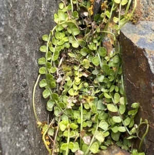 Asplenium flabellifolium at Brindabella, NSW - 7 Dec 2022