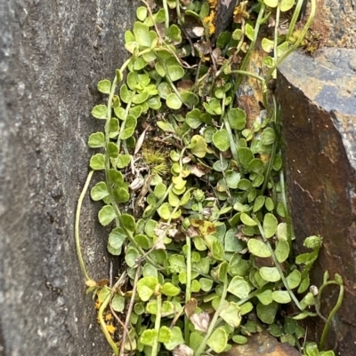 Asplenium flabellifolium (Necklace Fern) at Brindabella, NSW - 7 Dec 2022 by NedJohnston