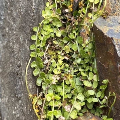 Asplenium flabellifolium (Necklace Fern) at Bimberi Nature Reserve - 7 Dec 2022 by Ned_Johnston