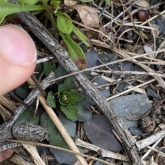 Cardamine lilacina (Lilac Bitter-cress) at Bimberi Nature Reserve - 7 Dec 2022 by Ned_Johnston