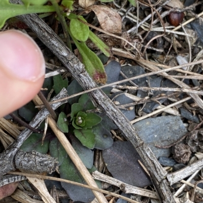 Cardamine lilacina (Lilac Bitter-cress) at Brindabella, NSW - 7 Dec 2022 by Ned_Johnston