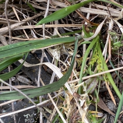 Carex breviculmis (Short-Stem Sedge) at Brindabella, NSW - 7 Dec 2022 by Ned_Johnston