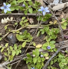 Lobelia pedunculata (Matted Pratia) at Brindabella, NSW - 7 Dec 2022 by NedJohnston