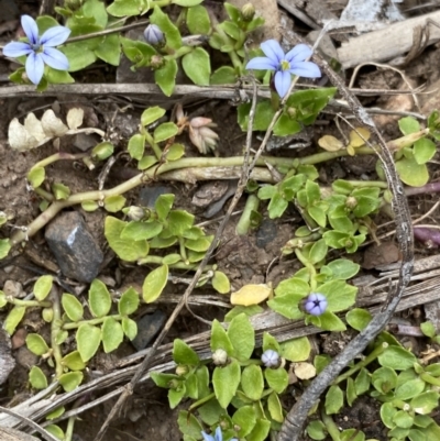 Lobelia pedunculata (Matted Pratia) at Brindabella, NSW - 7 Dec 2022 by NedJohnston