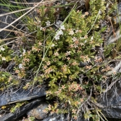 Styphelia nesophila (Sharp Beard-heath) at Brindabella, NSW - 7 Dec 2022 by NedJohnston