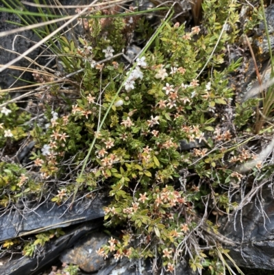 Leucopogon fraseri (Sharp Beard-heath) at Brindabella, NSW - 7 Dec 2022 by Ned_Johnston