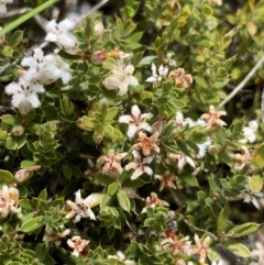 Leucopogon fraseri at Brindabella, NSW - 7 Dec 2022