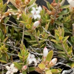 Leucopogon fraseri at Brindabella, NSW - 7 Dec 2022