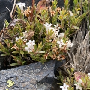 Leucopogon fraseri at Brindabella, NSW - 7 Dec 2022