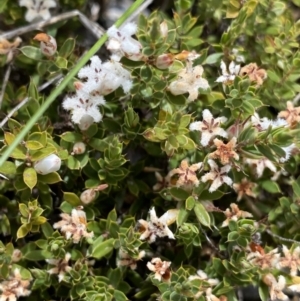 Leucopogon fraseri at Brindabella, NSW - 7 Dec 2022