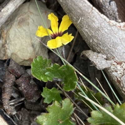 Goodenia hederacea subsp. alpestris at Bimberi Nature Reserve - 7 Dec 2022 by Ned_Johnston