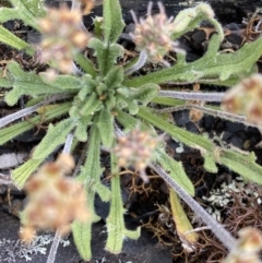 Plantago hispida (Hairy Plantain) at Bimberi Nature Reserve - 7 Dec 2022 by Ned_Johnston