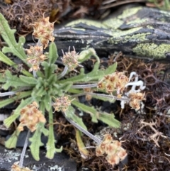 Plantago hispida at Brindabella, NSW - 7 Dec 2022 01:21 PM