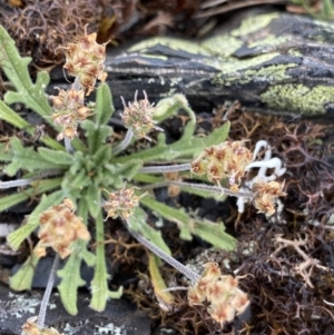 Plantago hispida at Brindabella, NSW - 7 Dec 2022 01:21 PM