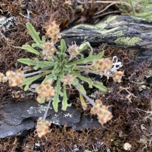 Plantago hispida at Brindabella, NSW - 7 Dec 2022 01:21 PM