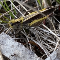 Perala viridis at Cotter River, ACT - 7 Dec 2022