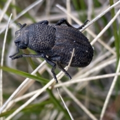 Amycterus sp. (genus) (Ground weevil) at Cotter River, ACT - 7 Dec 2022 by Ned_Johnston