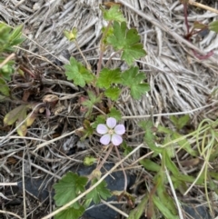 Geranium potentilloides var. abditum at Cotter River, ACT - 7 Dec 2022 by NedJohnston