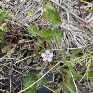 Geranium potentilloides var. abditum at Cotter River, ACT - 7 Dec 2022