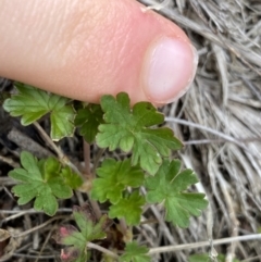 Geranium potentilloides var. abditum at Cotter River, ACT - 7 Dec 2022 01:31 PM